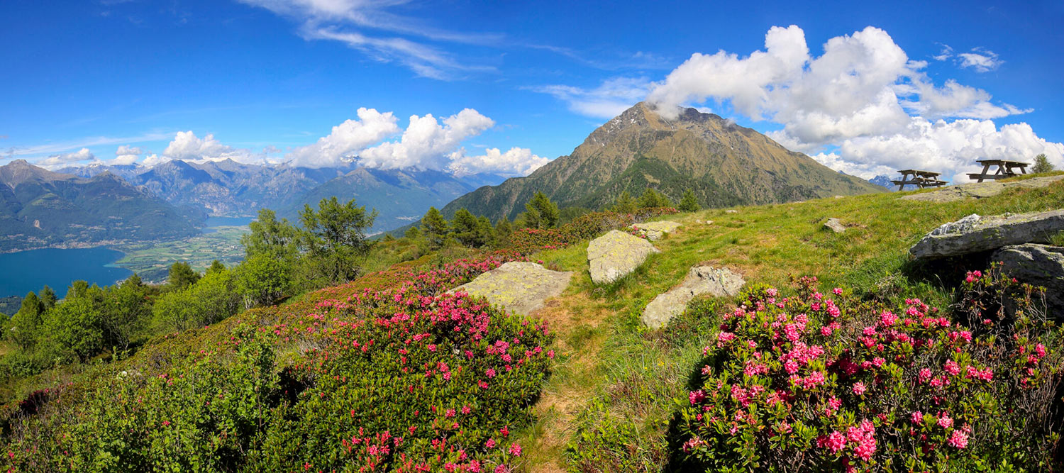 13 Rododendri Sul Legnoncino